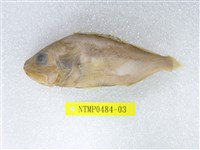 藏品(囊頭鮋)的圖片